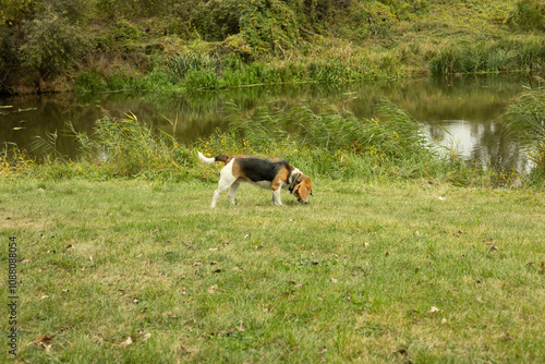 Dog on a walk. Dog on a tree. Walk in nature. 
four-legged friend photo