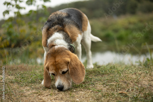 nature, landscape. Autumn. walk in nature. Dog on a walk. The puppy is walking. best friend pet photo