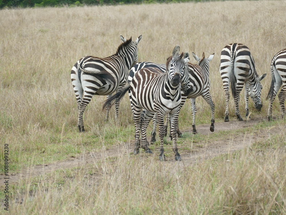 Zebras grazing in african savanna on sunny day Zebras grazing in african savanna on sunny day