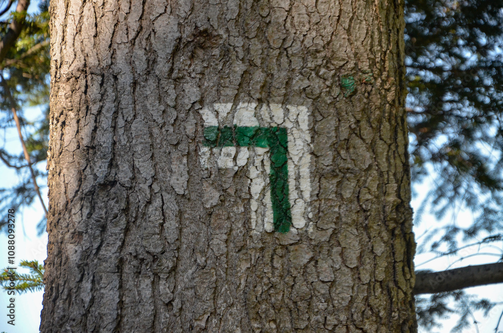 Fototapeta premium marking on the tree trunk of the trails red, blue green to Pilsko