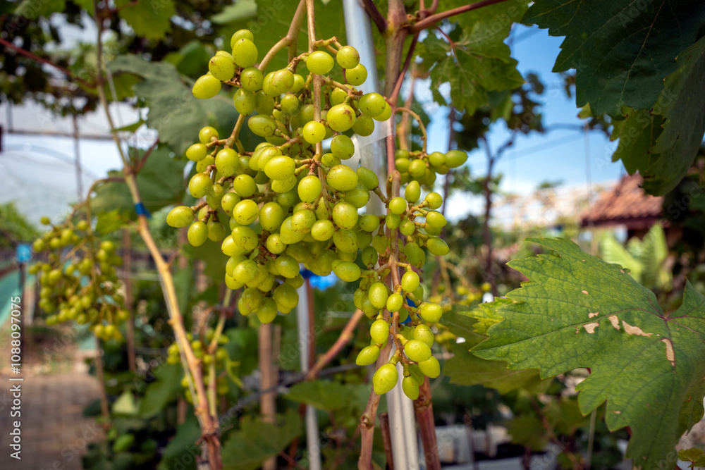 Fototapeta premium Close up of green grapes, Vitis vinifera, hanging on its tree branch