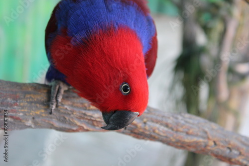 Eclectus (Eclectus parrot)