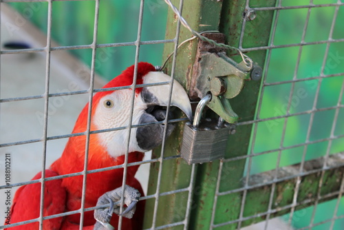 Guacamayo rojo o guacamayo aliverde (Ara chloropterus)