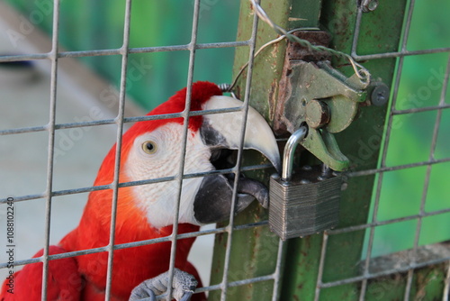 Guacamayo rojo o guacamayo aliverde (Ara chloropterus)