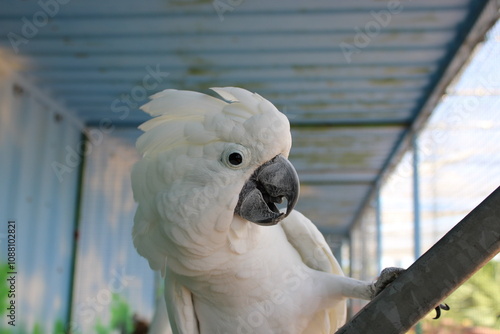 Cacatúa blanca​ (Cacatua alba)