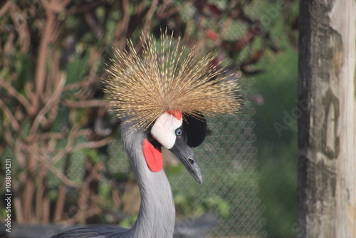 grulla coronada cuelligrís​ (Balearica regulorum)