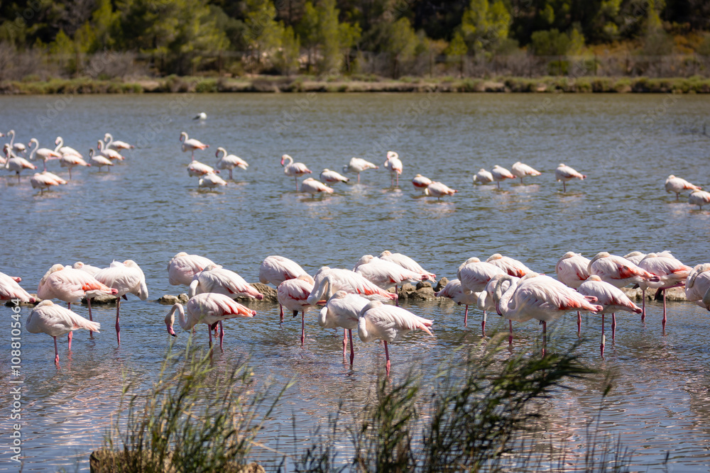 Naklejka premium Large flock of greater flamingos gathered on the shore of lake during daytime