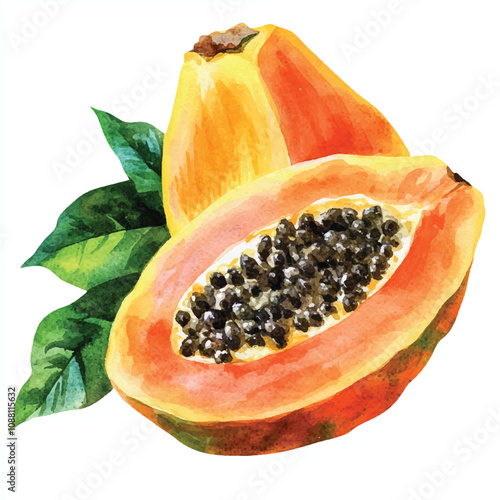  Papaya fruit watercolor clipart illustration