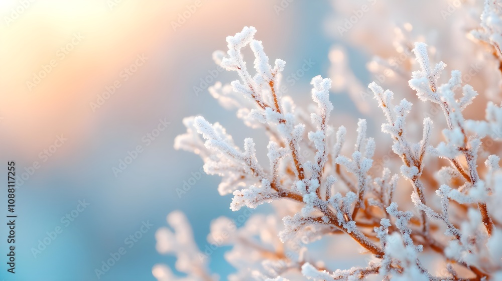 Frost Covered Branch Frost Covered Branch