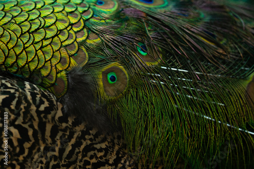 Close up of the peacock feathers .Macro blue feather, Feather, Bird, Animal. Macro photograph.