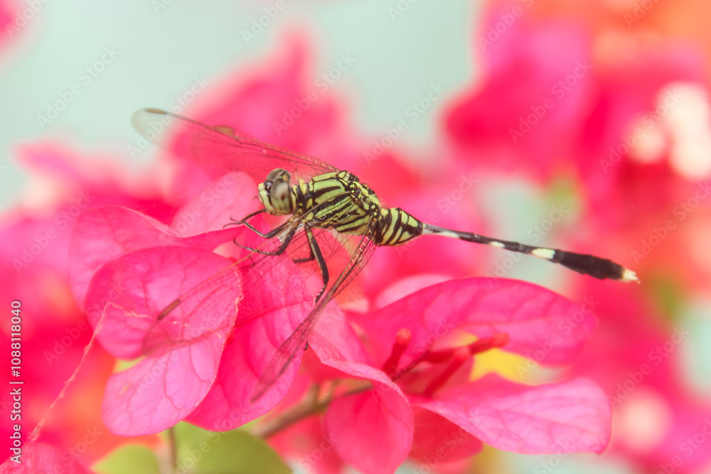 Orthetrum Sabina or rhinoceros dragonfly, the slender skimmer or green marsh hawk, is a species of dragonfly in the family Libellulidae Orthetrum Sabina or rhinoceros dragonfly, the slender skimmer or green marsh hawk, is a species of dragonfly in the family Libellulidae