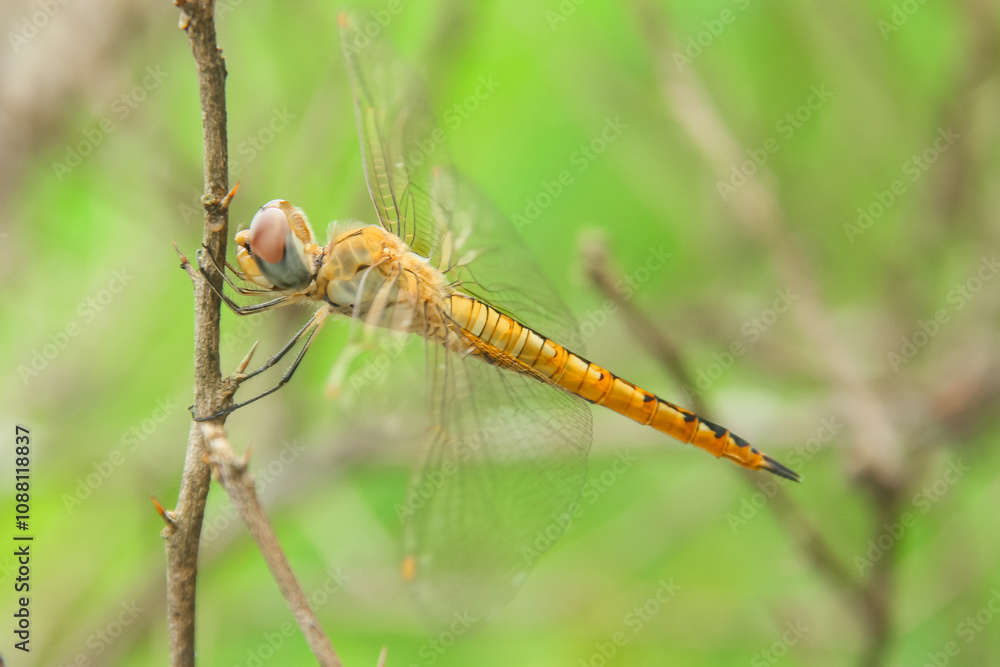 Pantala flavescens dragonfly or ciwet dragonfly, a species of yellow butterfly belonging to the Libellulidae family Pantala flavescens dragonfly or ciwet dragonfly, a species of yellow butterfly belonging to the Libellulidae family