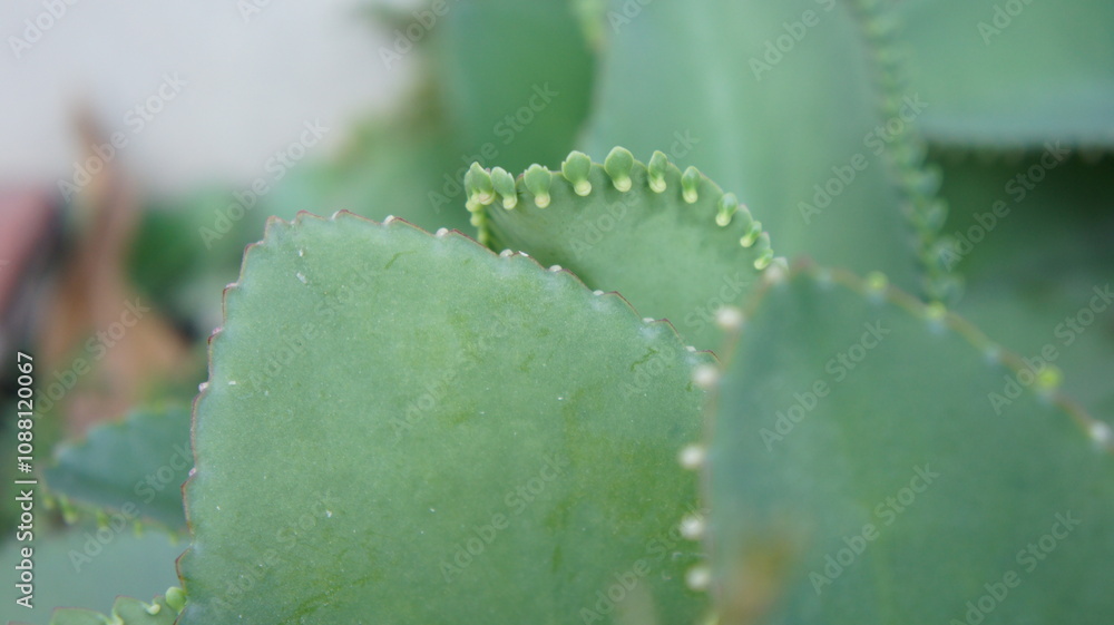Naklejka premium Close-up of Bryophyllum Pinnatum, Mother of Thousands Plant, Showing Leaf Detail and Plantlets