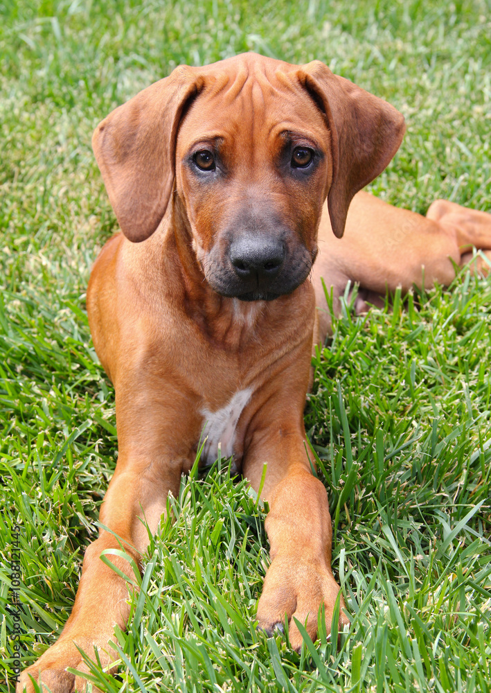 Relaxed Rhodesian Ridgeback puppy, 3 months old, lying on grass. Relaxed Rhodesian Ridgeback puppy, 3 months old, lying on grass.