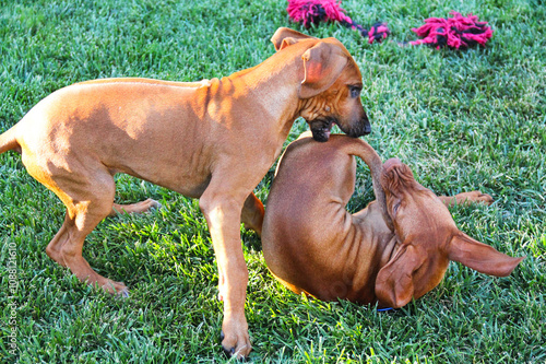 Rhodesian Ridgeback and Hungarian Vizsla puppies play-fighting on grass. Two breeds with similar short smooth reddish coats and floppy ears. photo