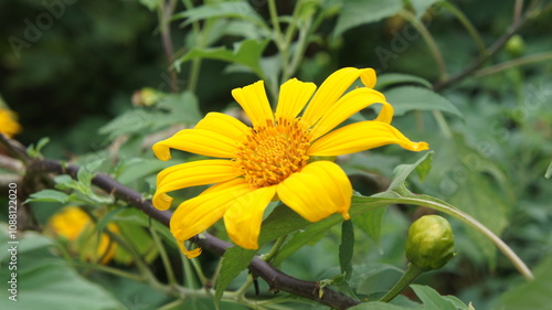 Vibrant Yellow Mexican Sunflower in Lush Green Foliage photo