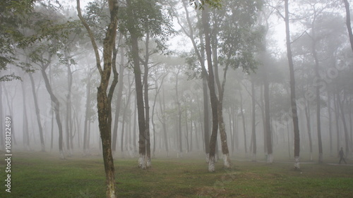 Enigmatic Foggy Forest Serene Trees in Misty Atmosphere