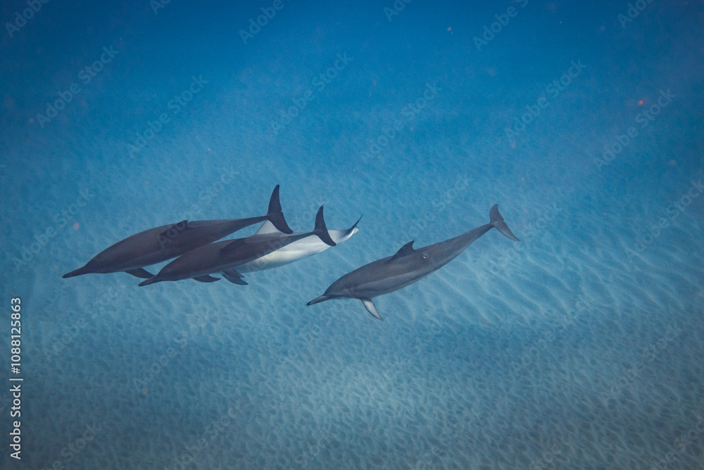 Obraz premium Hawaiian Spinner Dolphins in Crystal Waters