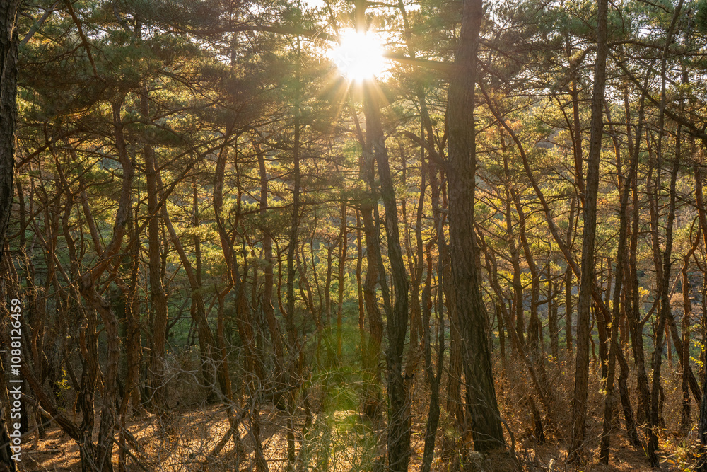 Obraz premium sunburst in the trees