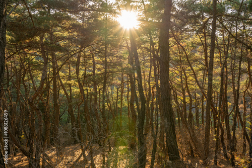 sunburst in the trees