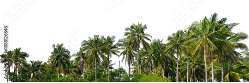 Coconut palm trees in summer on transparent background with clipping path and alpha channel, high resolution.