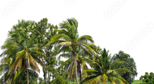 Coconut palm trees in summer on transparent background with clipping path and alpha channel, high resolution. photo