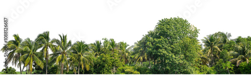 Coconut palm trees in summer on transparent background with clipping path and alpha channel, high resolution.