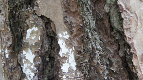 Close-up of Tree Bark Texture with White Patches photo