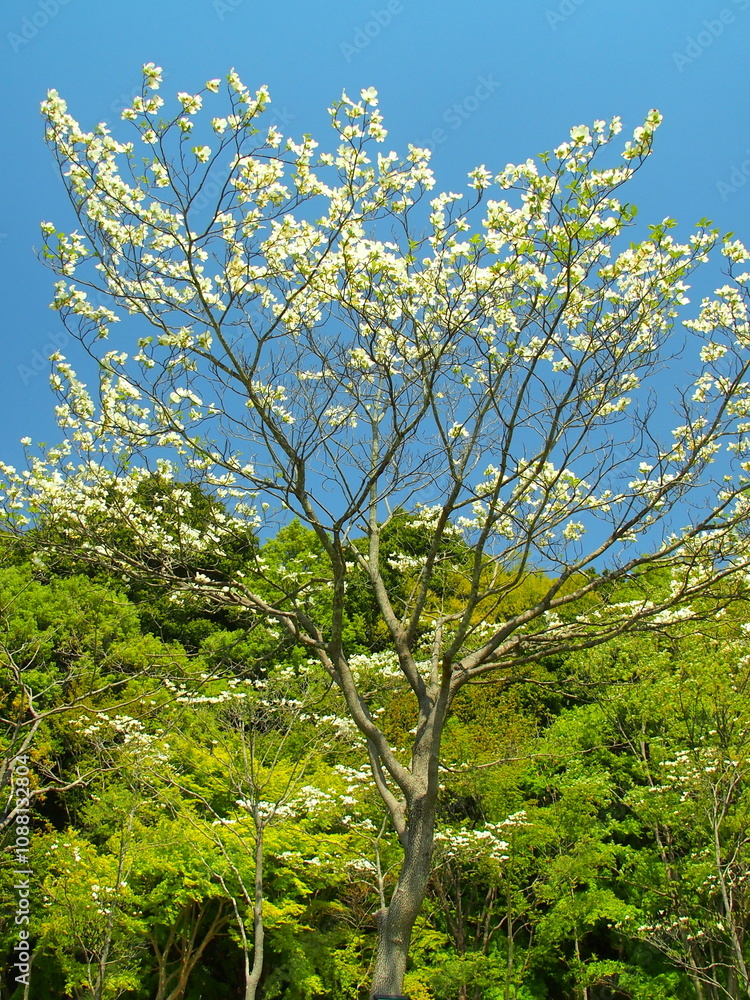 「春の21世紀の森と広場」の満開のハナミズキと森風景