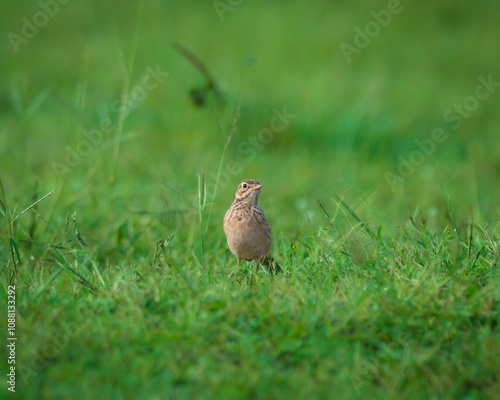 Paddyfield pipit posing for the photo in the grass lands photo