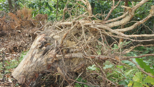 Uprooted Tree Trunk with Exposed Roots in Lush Green Forest