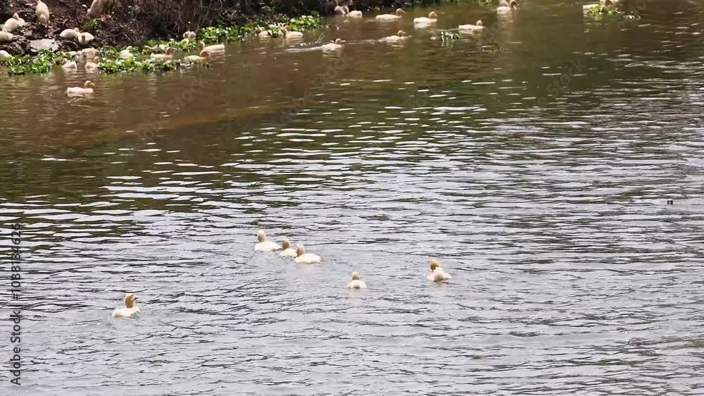 Ducks Swimming in Ninh Binh River Ducks Swimming in Ninh Binh River