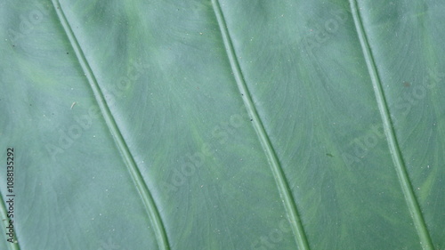 Close-up of Green Leaf Texture with Parallel Veins photo