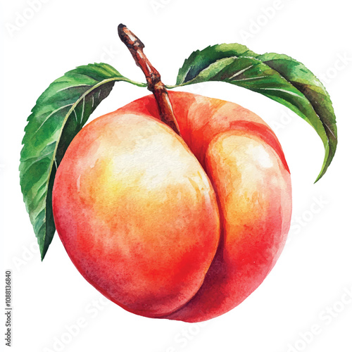 Peach fruit watercolor clipart illustration