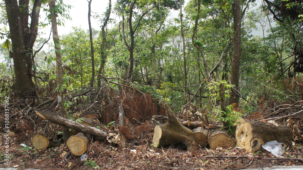 Deforestation Cut Trees and Forest Debris in Lush Green Forest Deforestation Cut Trees and Forest Debris in Lush Green Forest