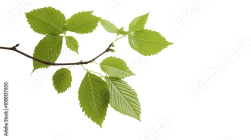 A detailed vector illustration of an Alder tree, showcasing its leaves and branches in a minimalist style against a clean white background.