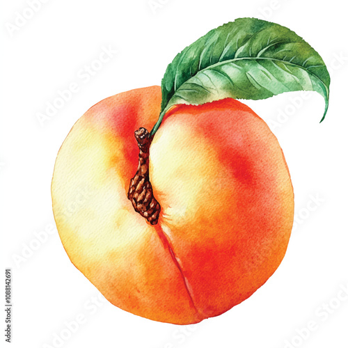 Peach fruit watercolor clipart illustration