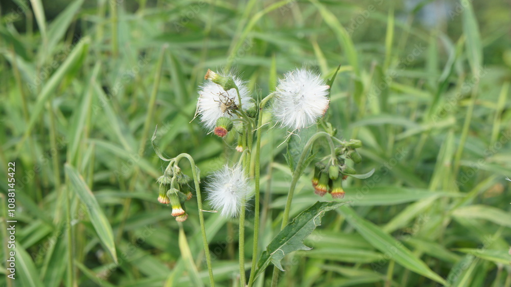Delicate White Seed Heads of Emilia Sonchifolia in Lush Green Meadow Delicate White Seed Heads of Emilia Sonchifolia in Lush Green Meadow