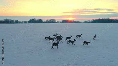 Herd of beautiful deer walking snowy fields during sunset, aerial view