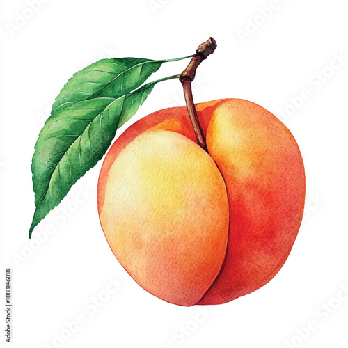 Peach fruit watercolor clipart illustration