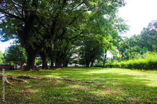 view of the large Samanea saman or lush trembesi tree with many branches shading the city park. photo