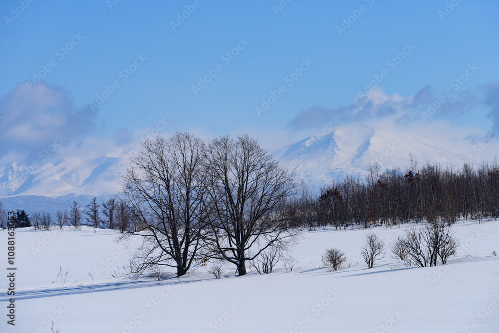 Fototapeta premium 北海道 冬の美瑛の雪景色