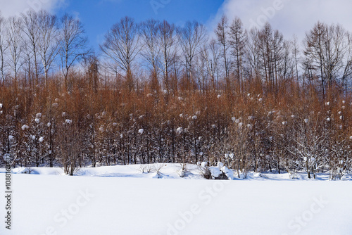 Wallpaper Mural 北海道　冬の美瑛の雪景色 Torontodigital.ca
