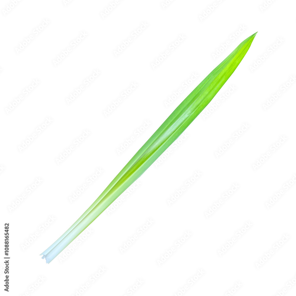 Green pandan leaves in the garden isolate. Green pandan leaves in the garden isolate.