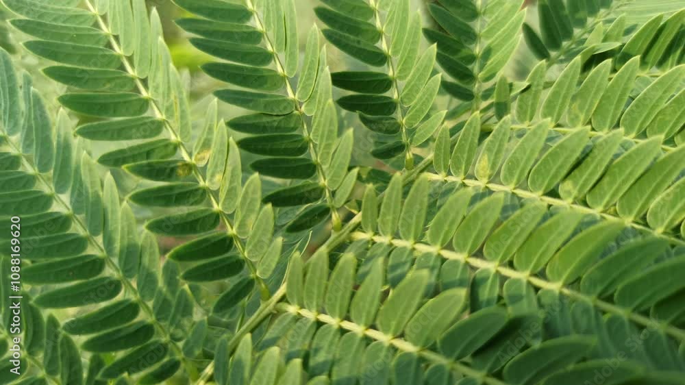 Leucaena leucocephala leaves Leucaena leucocephala leaves