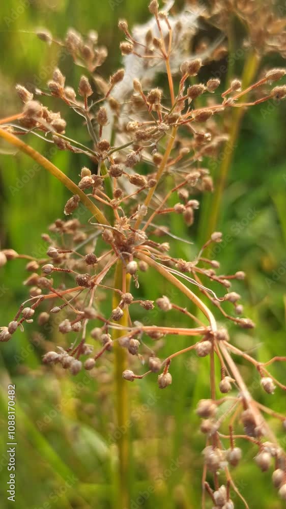 scirpus plant scirpus plant
