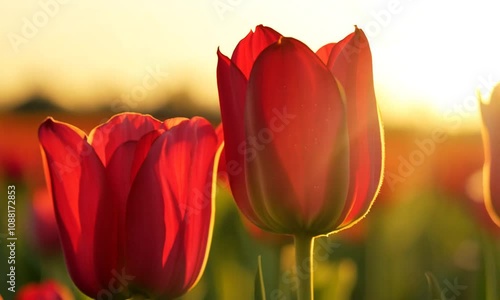 Vibrant red tulips in the morning sunlight, close up
