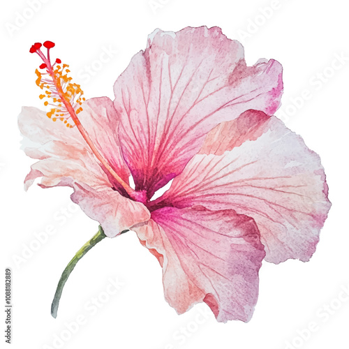 Watercolor flower, a vibrant pink hibiscus, on a white background