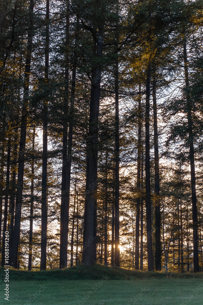 Fototapeta premium カラマツ林