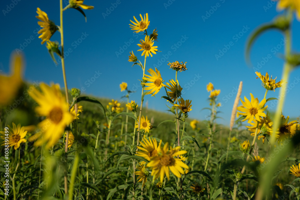 Bright Yellow Sunflowers Grow Agains Bright Blue Sky Bright Yellow Sunflowers Grow Agains Bright Blue Sky